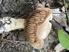 Cortinarius subpulchrifolius