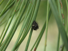 Exochomus quadripustulatus