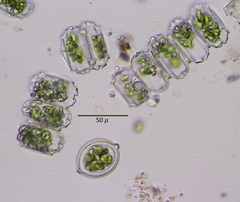 Desmidium grevillei