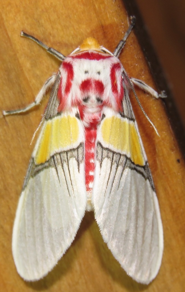 Idalus paulae