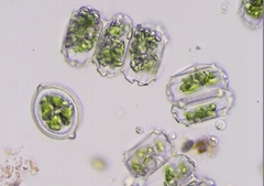 Desmidium grevillei