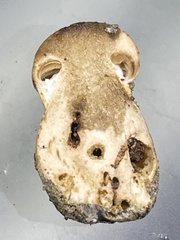 Cortinarius subpulchrifolius