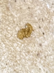 Cortinarius subpulchrifolius