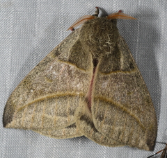 Austrolippa cruenta
