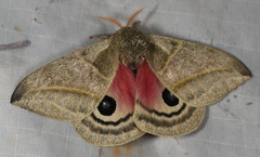 Austrolippa cruenta