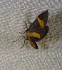 Dioptinae