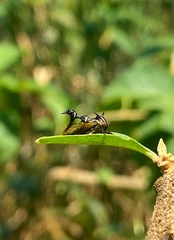 Heteronotus trinodosus