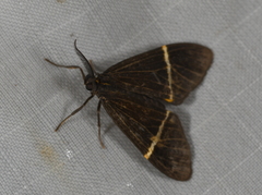 Dioptinae