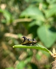 Heteronotus trinodosus