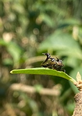 Heteronotus trinodosus