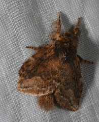 Euglyphis lacrimosa
