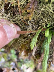 Notogrammitis angustifolia