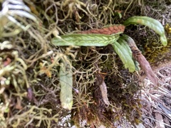 Notogrammitis angustifolia