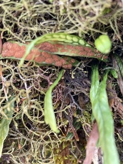 Notogrammitis angustifolia