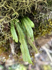 Notogrammitis angustifolia