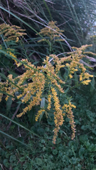 Solidago