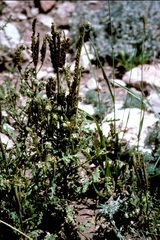 Phacelia alba