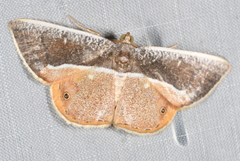 Opisthoxia