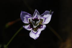 Moraea amissa