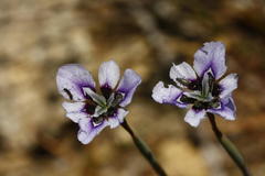 Moraea amissa