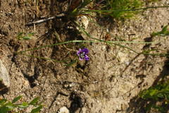 Moraea amissa