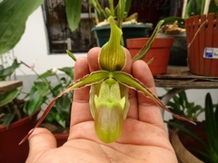 Phragmipedium