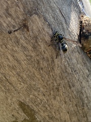 Protonectarina sylveirae