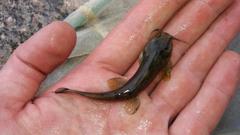 Amphilius uranoscopus