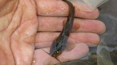 Amphilius uranoscopus