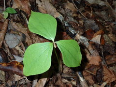 Trillium cernuum