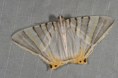 Phrygionis platinata