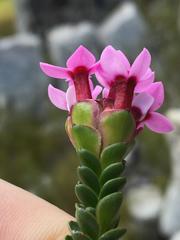 Sonderothamnus petraeus
