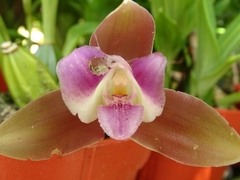 Lycaste