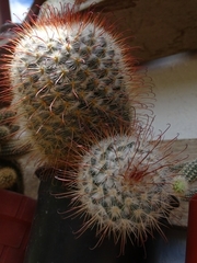 Mammillaria bombycina