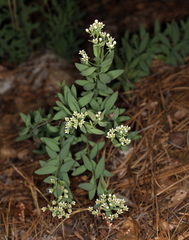 Comandra umbellata californica