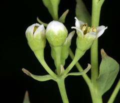 Comandra umbellata californica