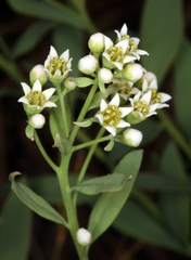 Comandra umbellata californica