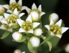 Comandra umbellata californica