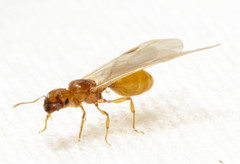 Pheidole lamia