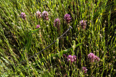 Castilleja densiflora densiflora