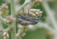 Pantomorus albosignatus