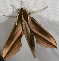 Xylophanes isaon