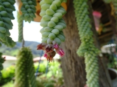 Sedum burrito