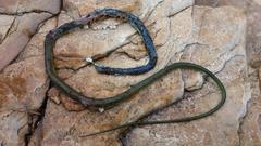 Philothamnus occidentalis