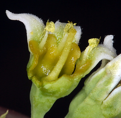 Comandra umbellata californica