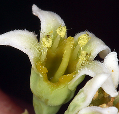 Comandra umbellata californica