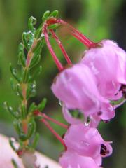 Erica lateralis