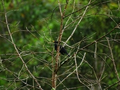 Turdus leucops