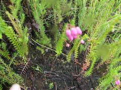 Erica lateralis