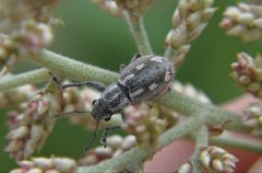 Pantomorus albosignatus